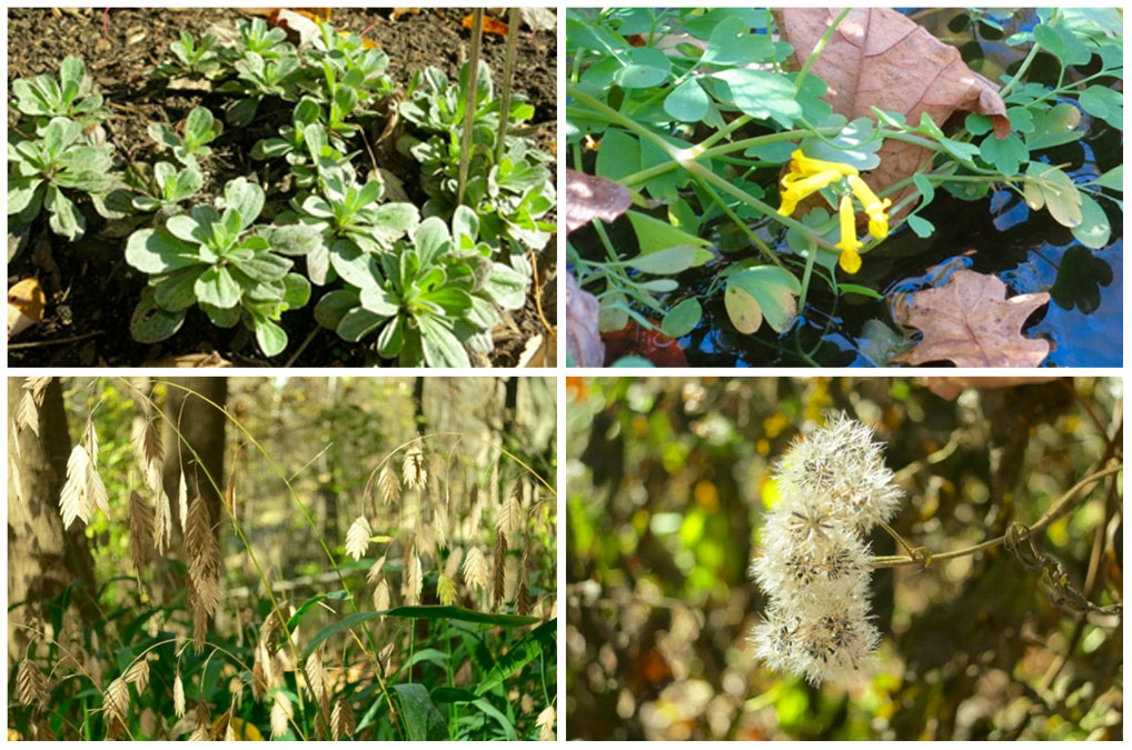 native-plants-collage