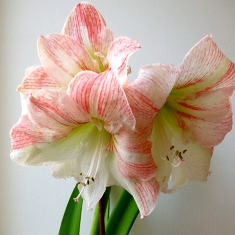 The Gift of Nature: An Annual Amaryllis Tradition