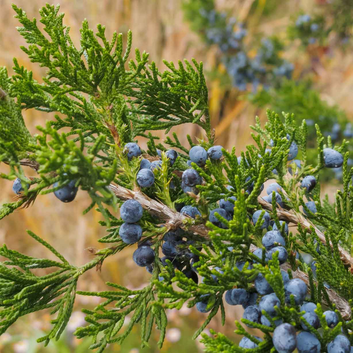Eastern-Redcedar_Juniperus-virginiana_Emerald-Sentinel