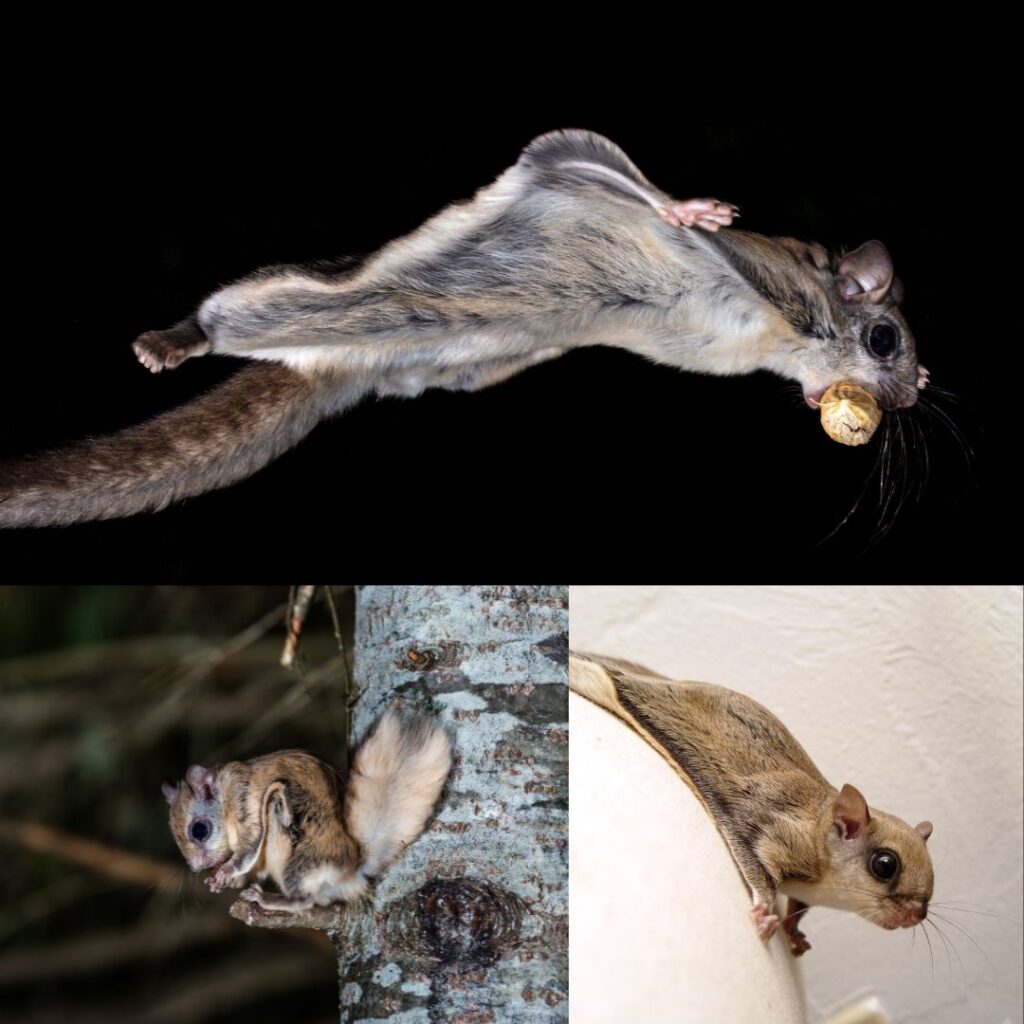 Flying Squirrels 