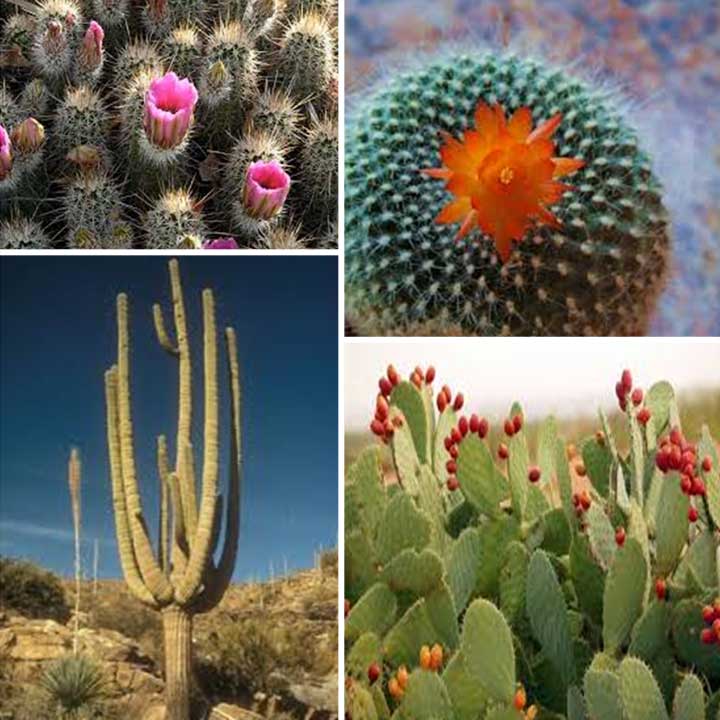 desert-cacti