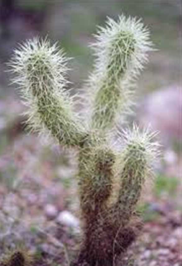 jumping-cholla-cactus