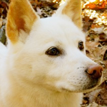 A Dog’s Garden: Alice in Wonderland