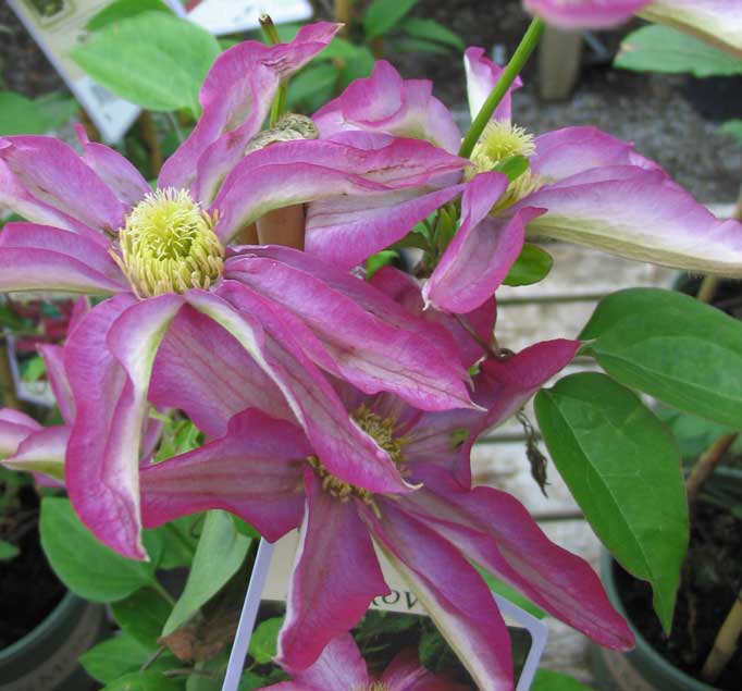 Clematis-Pink-Champagne