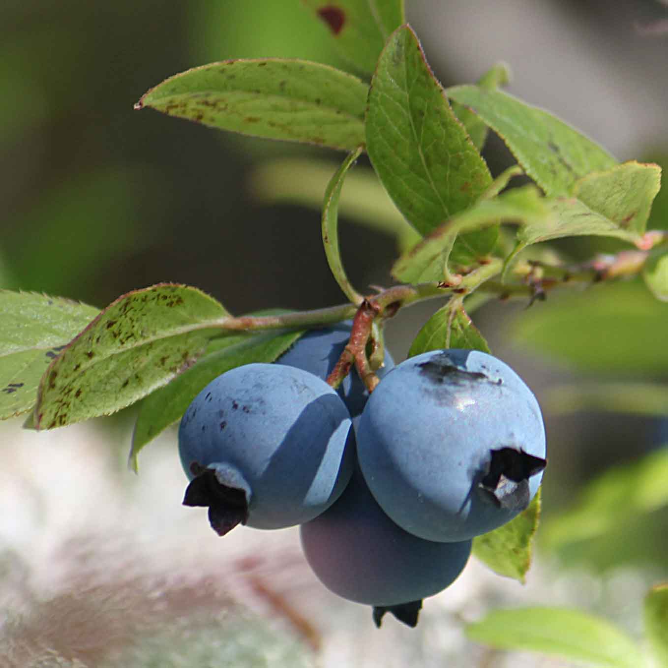 Growing Blueberries