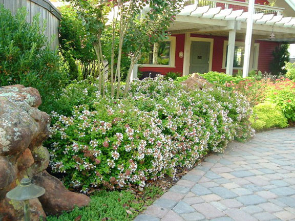 Image of Weigela and hosta companion plants