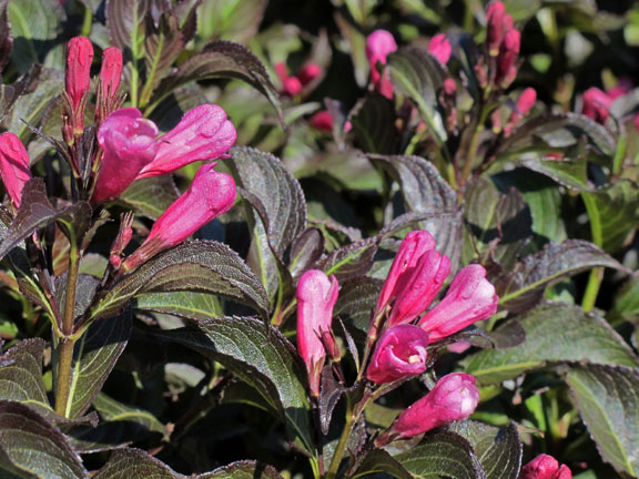 weigela dark horse