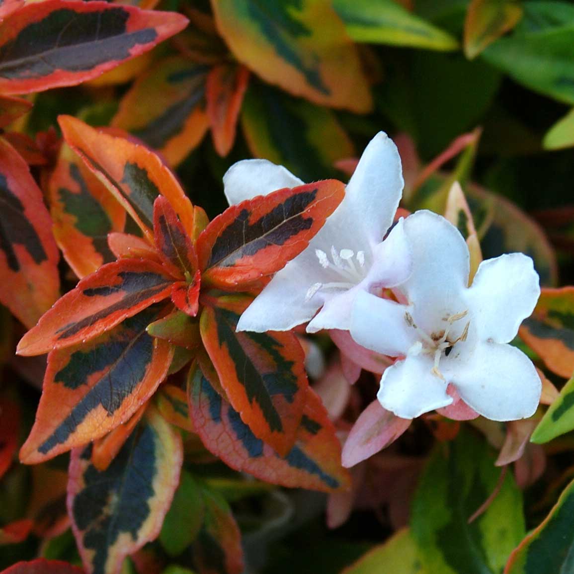 All About Abelia, Weigela and Spirea