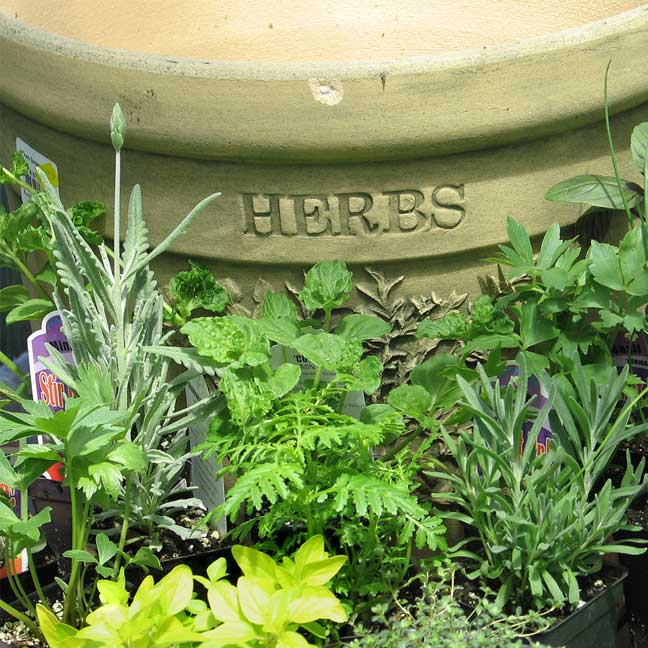 Herbs: 9 Favorites and How To Grow Them
