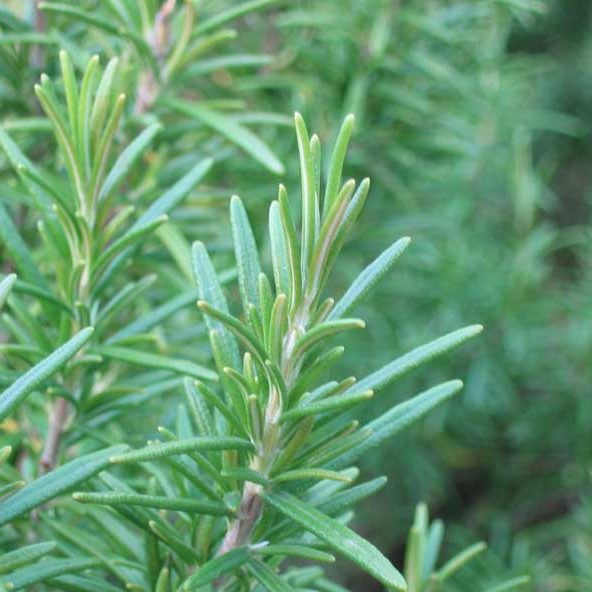 rosemary