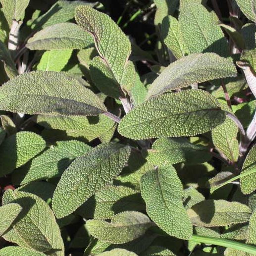 sage