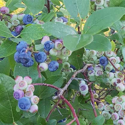 Did Someone Say Blueberries?