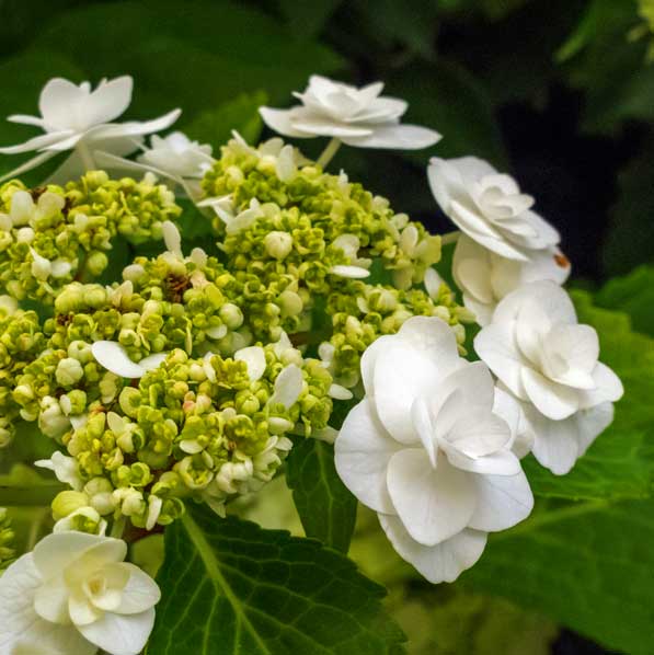 All About Hydrangeas