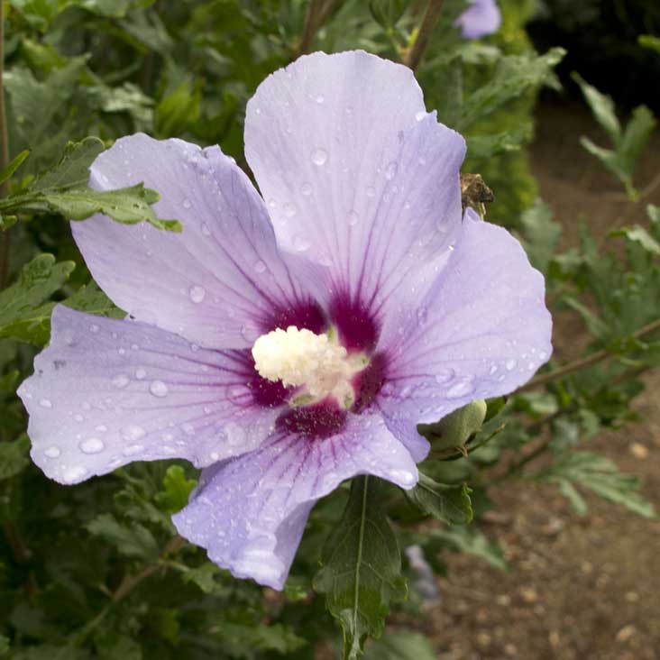 All About Rose of Sharon