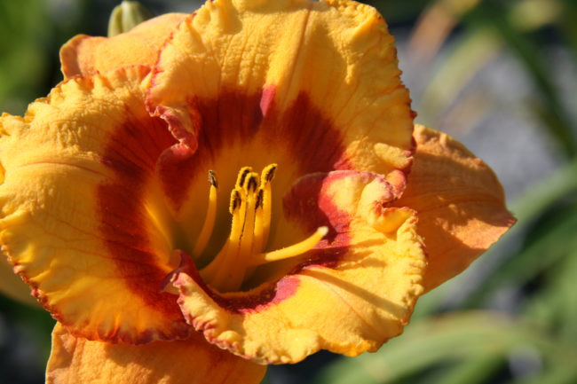 Day Lilies 3