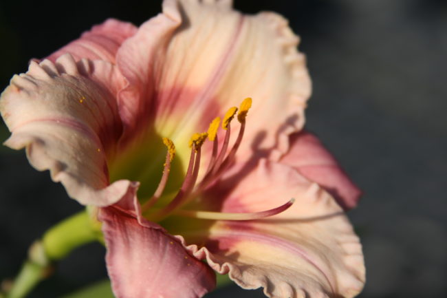 Day Lilies 4