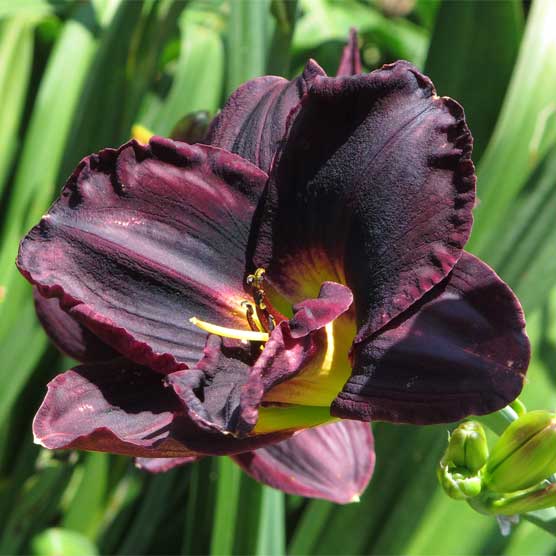 All About Daylilies