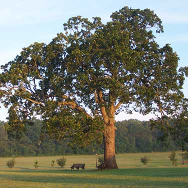 4 Oak Trees for Every Landscape