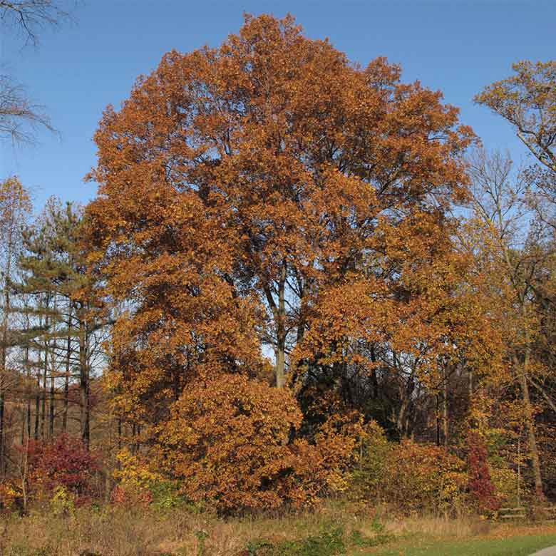 All About Hickory Trees