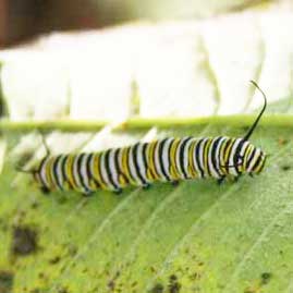 Of Monarchs and Milkweed