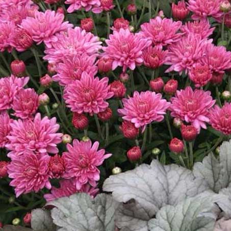 Chrysanthemums…Garden Mums…Mums!