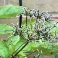 clematis-fall-2