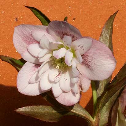Growing Hellebores: You Don’t Need to Know Much