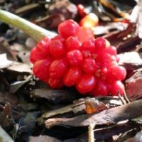 jack-in-the-pulpit-fall