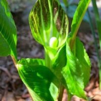 jack-in-the-pulpit-summer