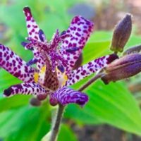 toad-lily