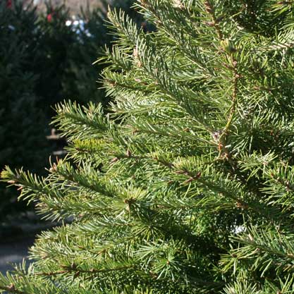 Getting the Most Out of a Fresh-Cut Christmas Tree