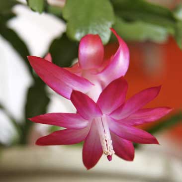 All About Christmas Cactus: The Easiest Flowering Houseplant