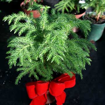 All About Norfolk Island Pine