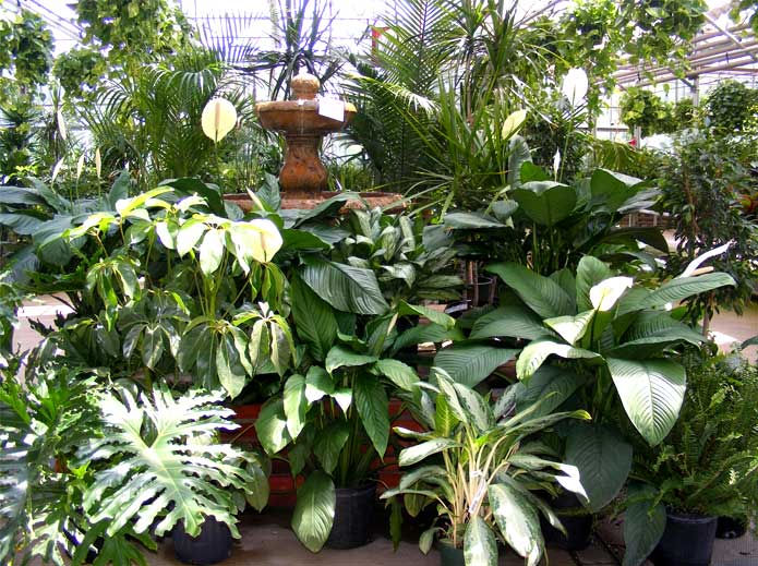 Behnke's Houseplants