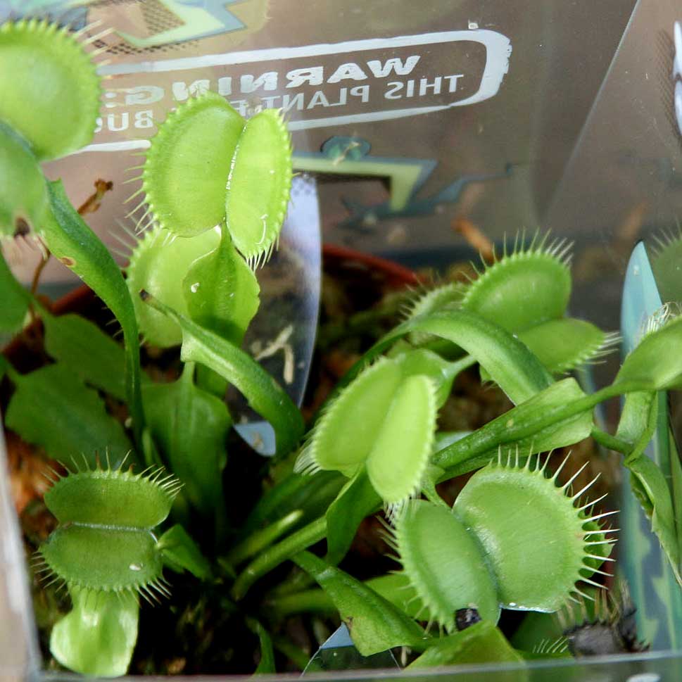 How to Care for a Venus Flytrap