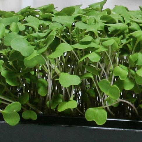 How to Grow Microgreens