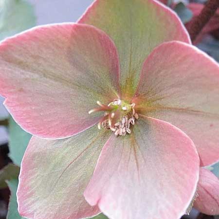 Did Someone Say Hellebores?