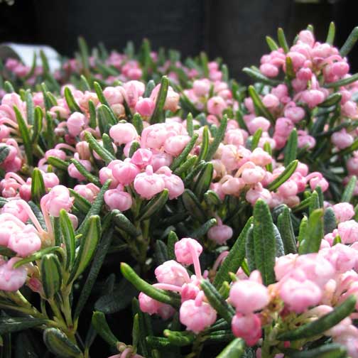 5 Favorite Spring Flowering Shrubs