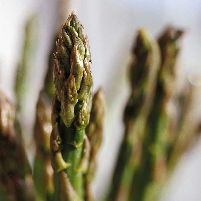 Hello Spring!