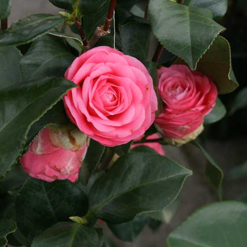 Protecting Camellias from Winter Damage