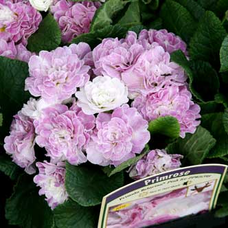 March Perennials 2017