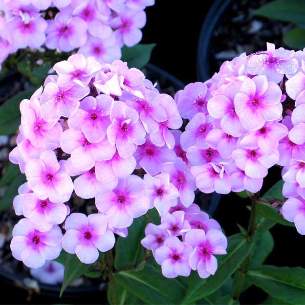All About Phlox