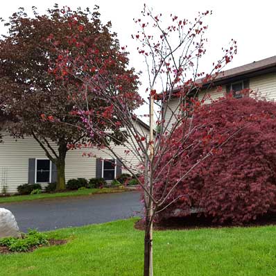 My New Favorite Tree