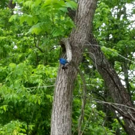 Indigo Bunting