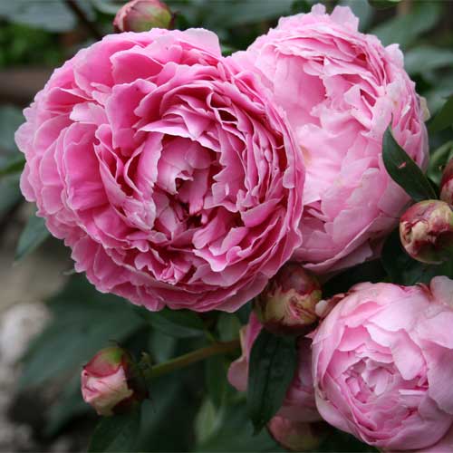 All About Peonies