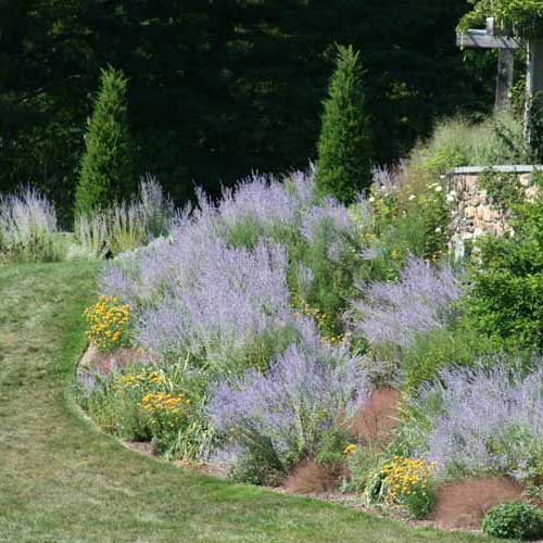 The Most Reliable Perennials for Sun