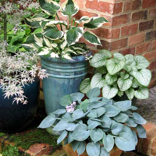 The Most Reliable Perennials for Shade and Part Shade