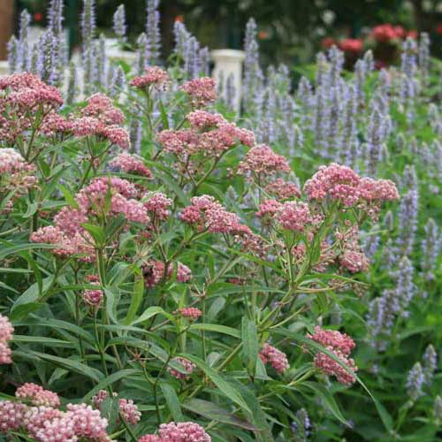 10 Favorite Native Perennials for Wet Areas