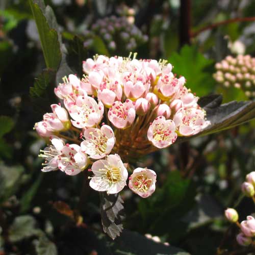 9 Favorite Native Shrubs for Wet Areas