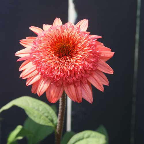 Hints for a Happy Coneflower